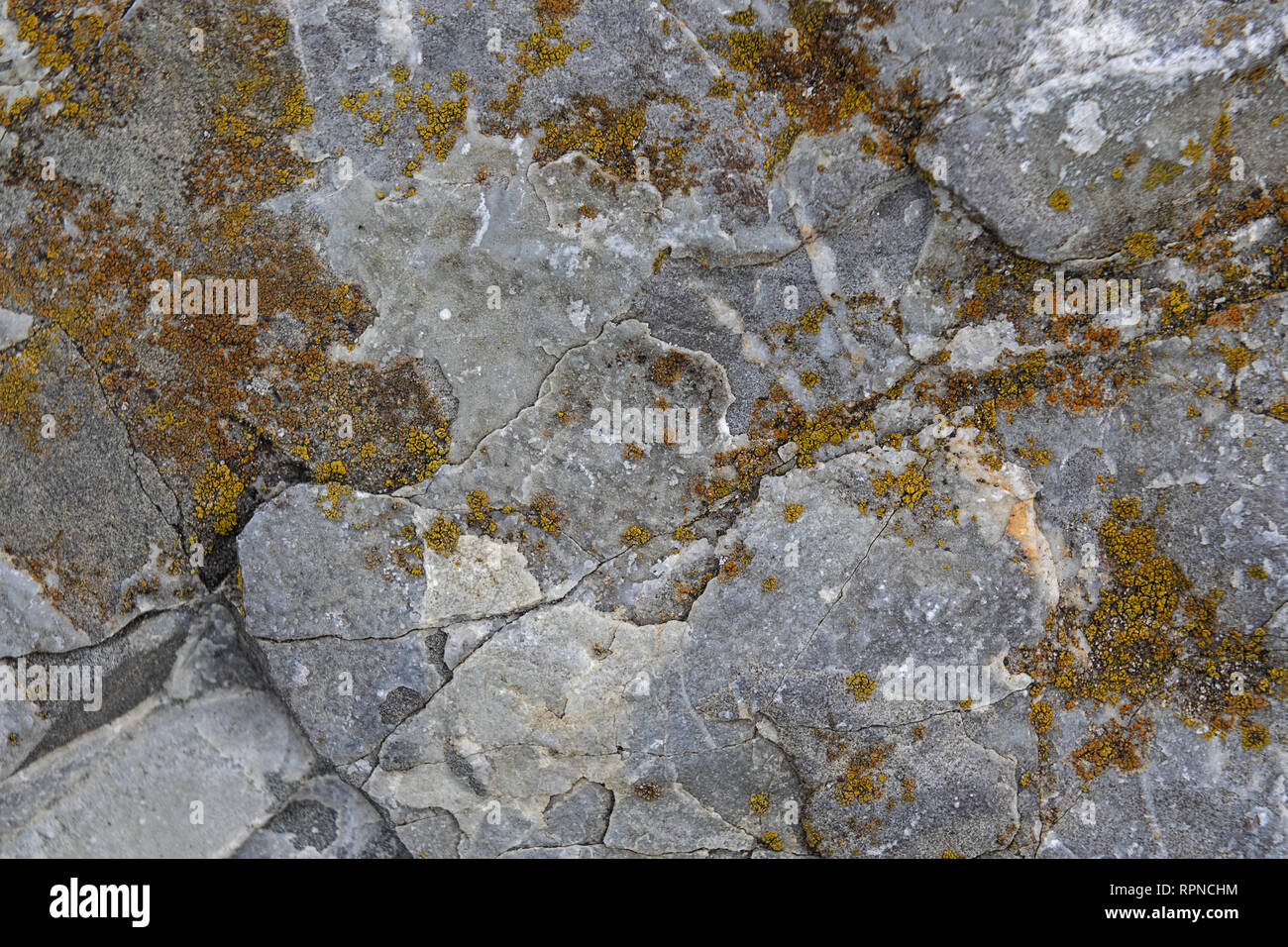 texture background lichen on rock Stock Photo