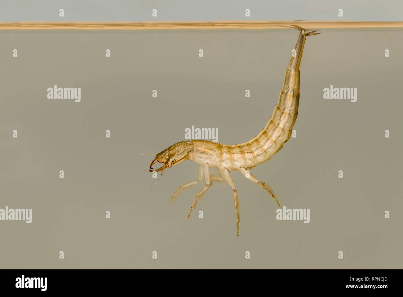 zoology / animals, insect (insecta), Water Tiger / aquatic larva of the predaceous diving beetle from , Additional-Rights-Clearance-Info-Not-Available Stock Photo