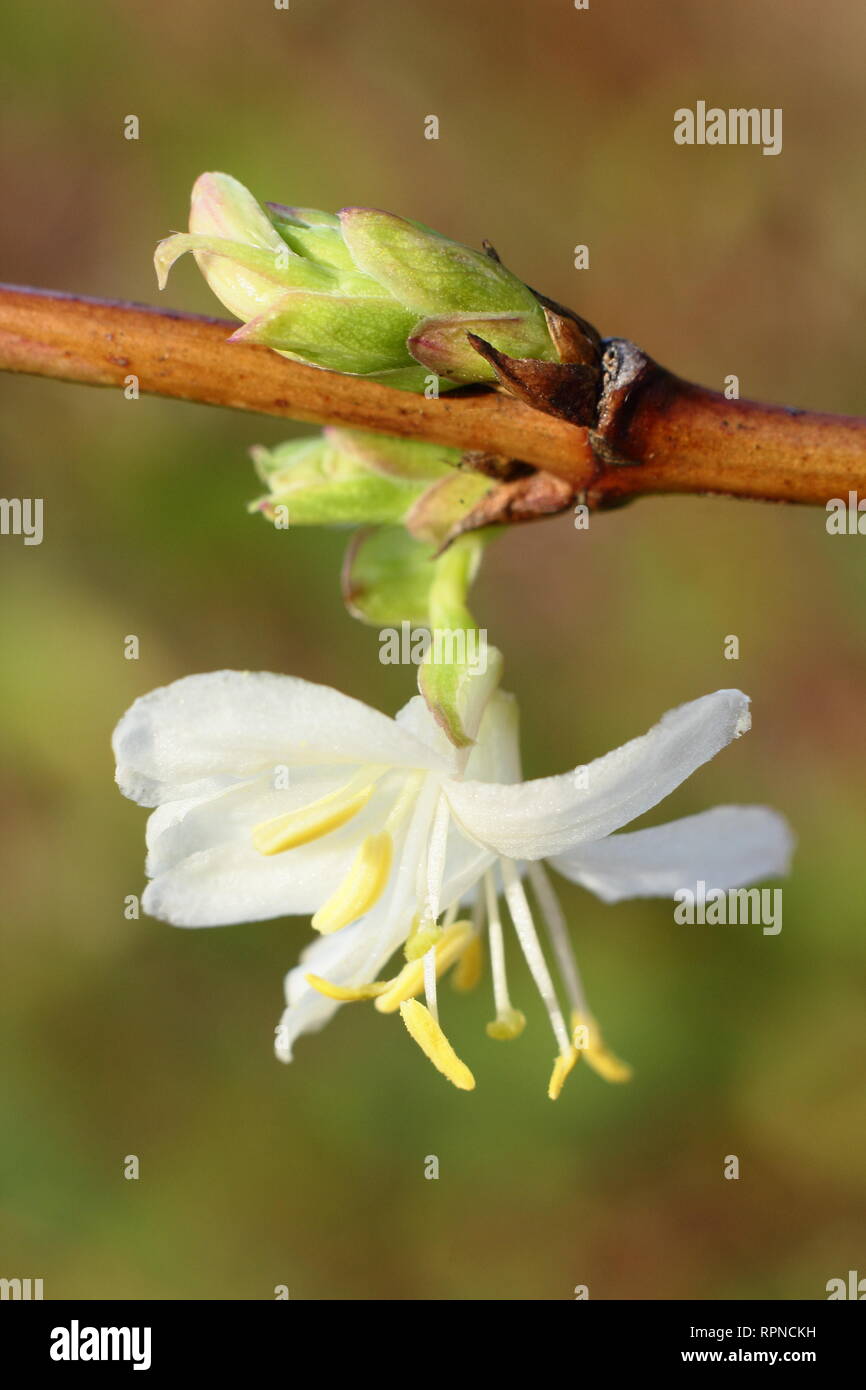 Lonicera purpusii hi-res stock photography and images - Alamy