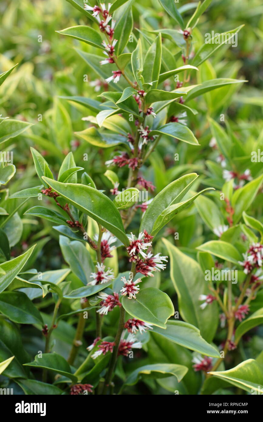 Sarcococca orientalis. Highly fragrant winter flowers of Sarcococca
