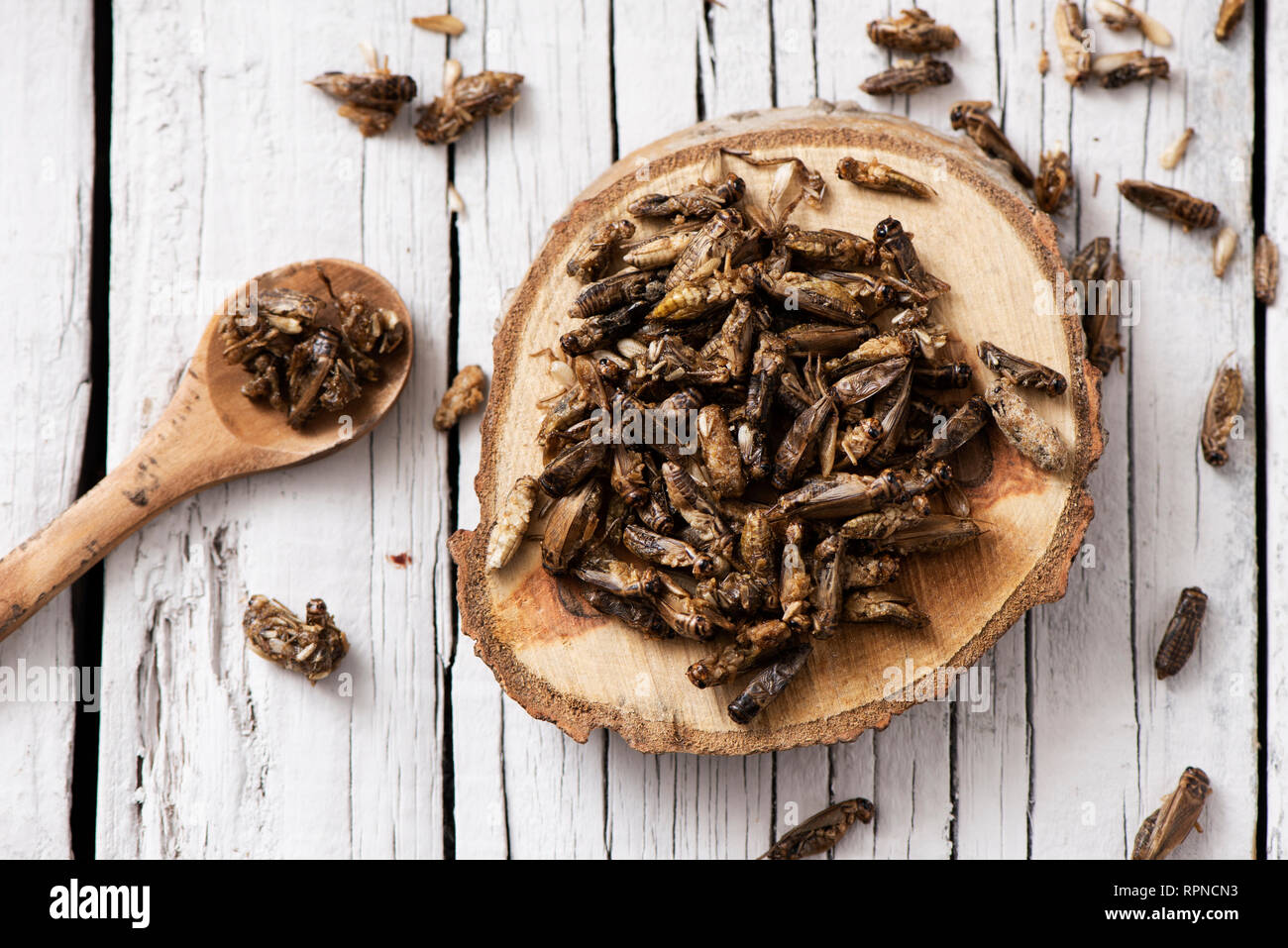 high angle view of a pile of fried crickets seasoned with onion and barbecue sauce, on a wooden tray, on a rustic white wooden table Stock Photo