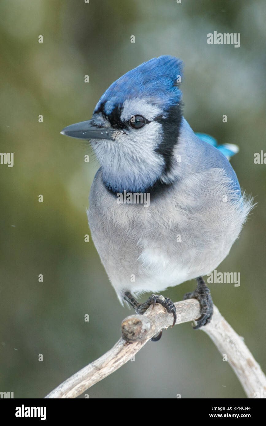 bird-jay-blue-hi-res-stock-photography-and-images-alamy