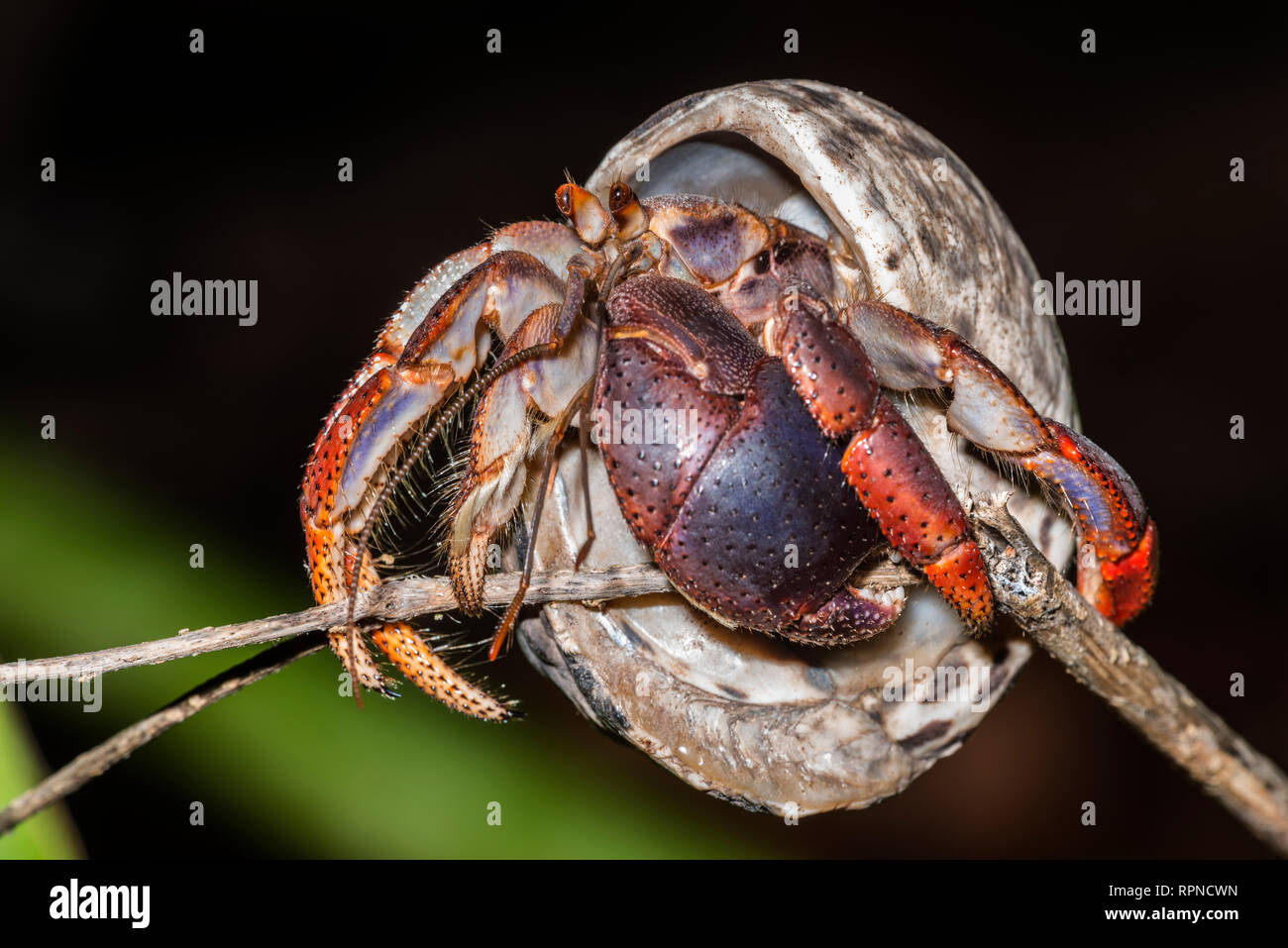 zoology / animals, shellfish (crustacean), Soldier Crab (Coenobita clypeatus) on the Caribbean island , Additional-Rights-Clearance-Info-Not-Available Stock Photo