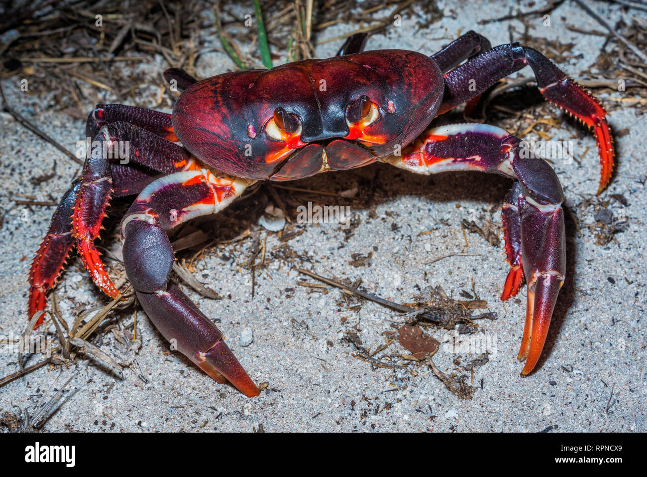 zoology / animals, shellfish (crustacean), Hurricane Crab on Cayman Brac, Cayman Islands, British West, Additional-Rights-Clearance-Info-Not-Available Stock Photo