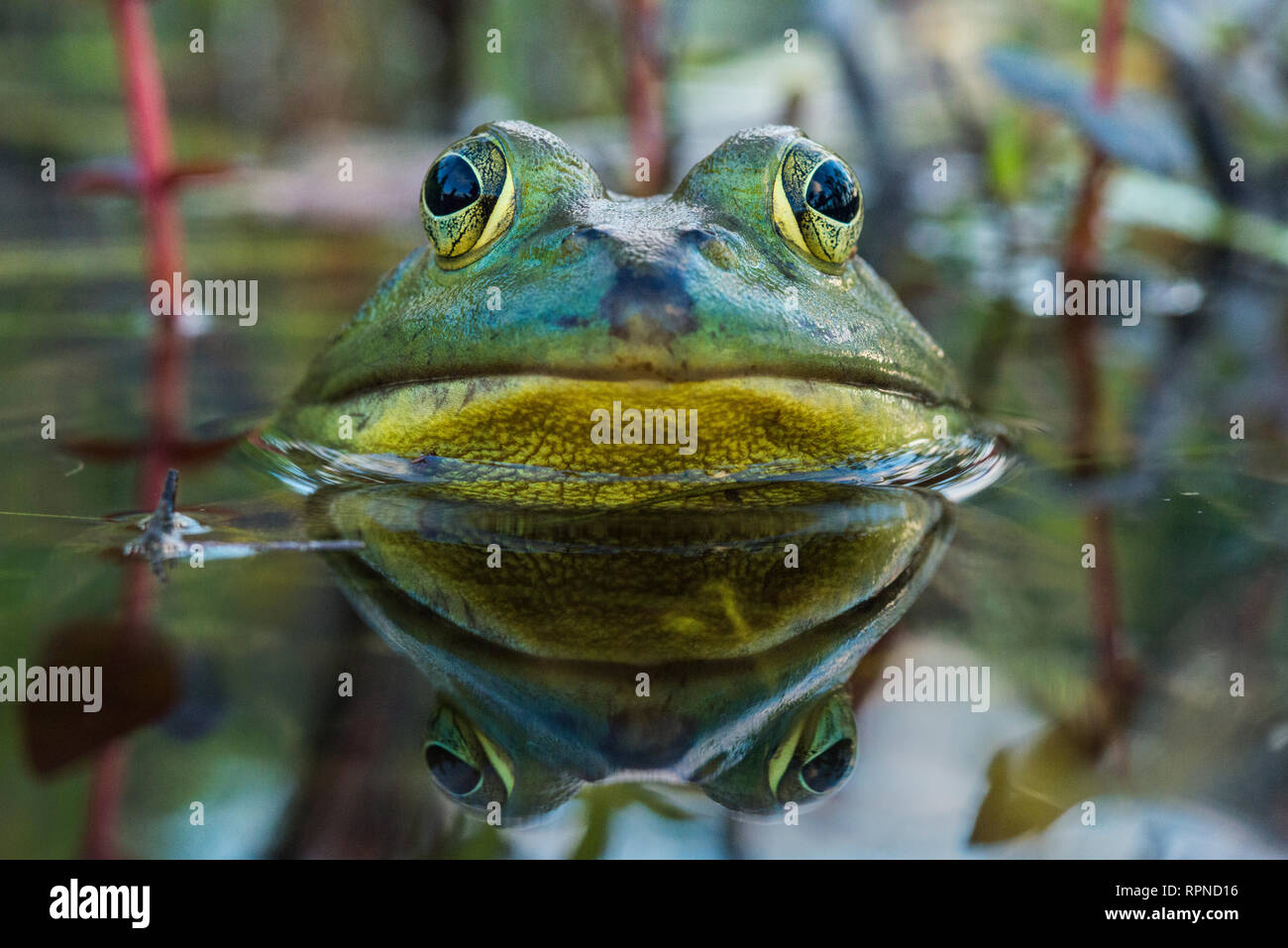 zoology / animals, amphibian (amphibia), Bullfrog (Rana catesbeiana) in