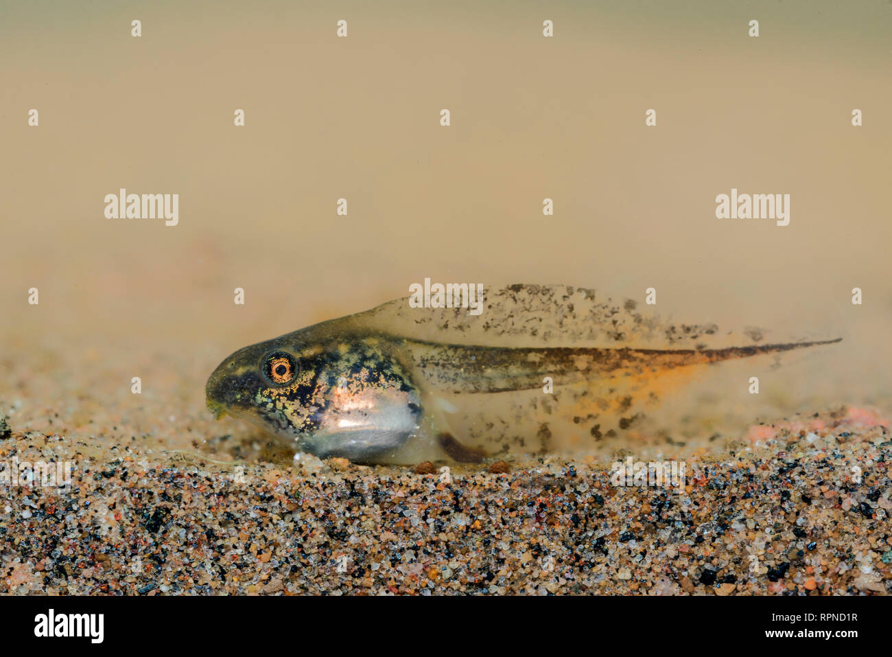 zoology / animals, amphibian (amphibia), Gray Tree Frog (Hyla versicolor) tadpole on sandy bottom of p, Additional-Rights-Clearance-Info-Not-Available Stock Photo