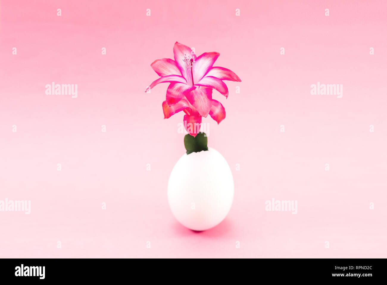 red flower growing in an egg shell concept. pink background Stock Photo