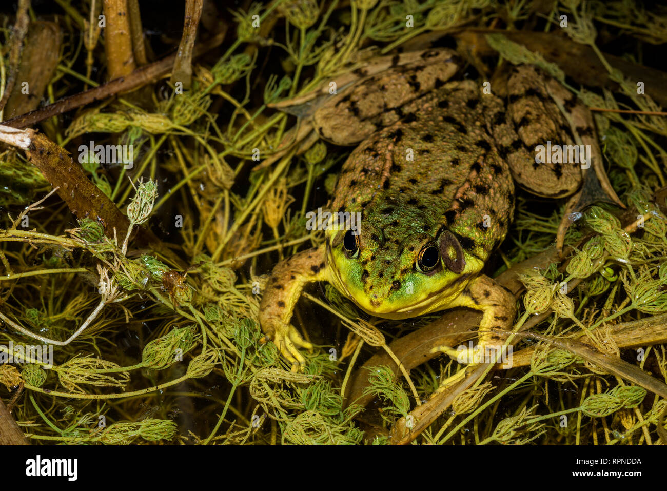zoology / animals, amphibian (amphibia), Green Frog (Rana clamitans) in wetland at night near Thornton, Additional-Rights-Clearance-Info-Not-Available Stock Photo