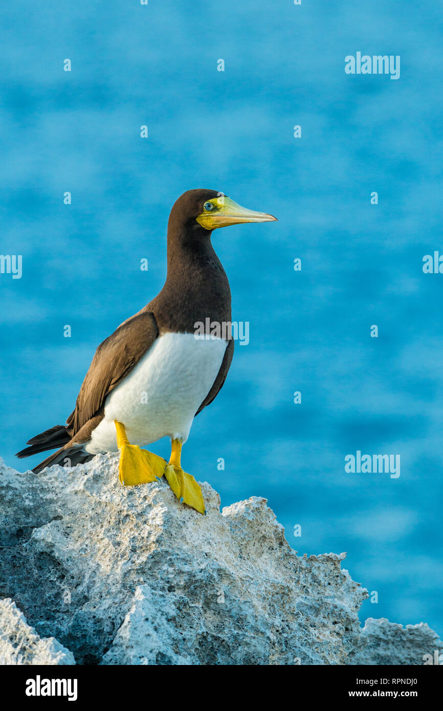 zoology / animals, avian / bird (aves), Brown Booby ( Sula leucogaster) at the edge of bluff on Cayman, Additional-Rights-Clearance-Info-Not-Available Stock Photo