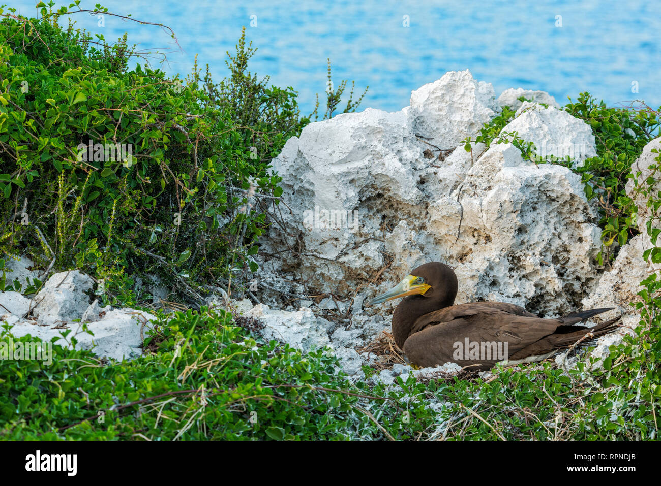 zoology / animals, avian / bird (aves), Brown Booby ( Sula leucogaster) on nest at the edge of bluff o, Additional-Rights-Clearance-Info-Not-Available Stock Photo