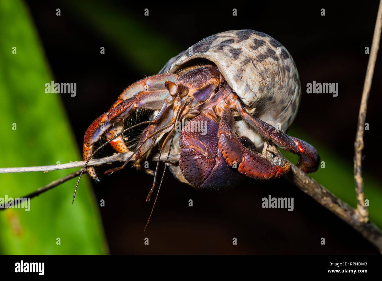 zoology / animals, shellfish (crustacean), Soldier Crab (Coenobita clypeatus) on the Caribbean island , Additional-Rights-Clearance-Info-Not-Available Stock Photo