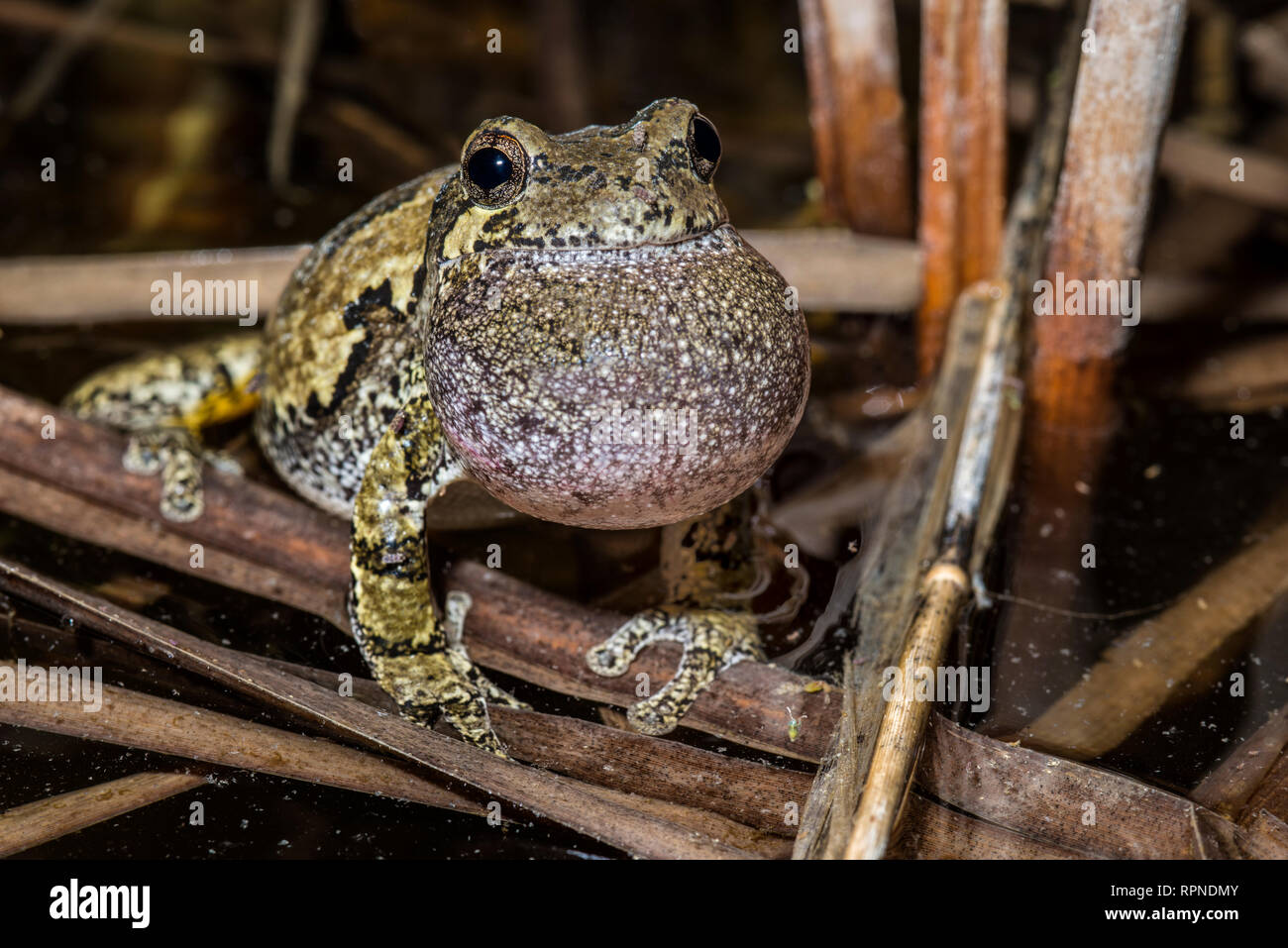 zoology / animals, amphibian (amphibia), Gray Tree Frog (Hyla versicolor) with vocal sac inflated whil, Additional-Rights-Clearance-Info-Not-Available Stock Photo