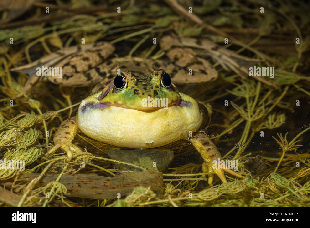 zoology / animals, amphibian (amphibia), Green Frog (Rana clamitans) with vocal sac inflated while cho, Additional-Rights-Clearance-Info-Not-Available Stock Photo