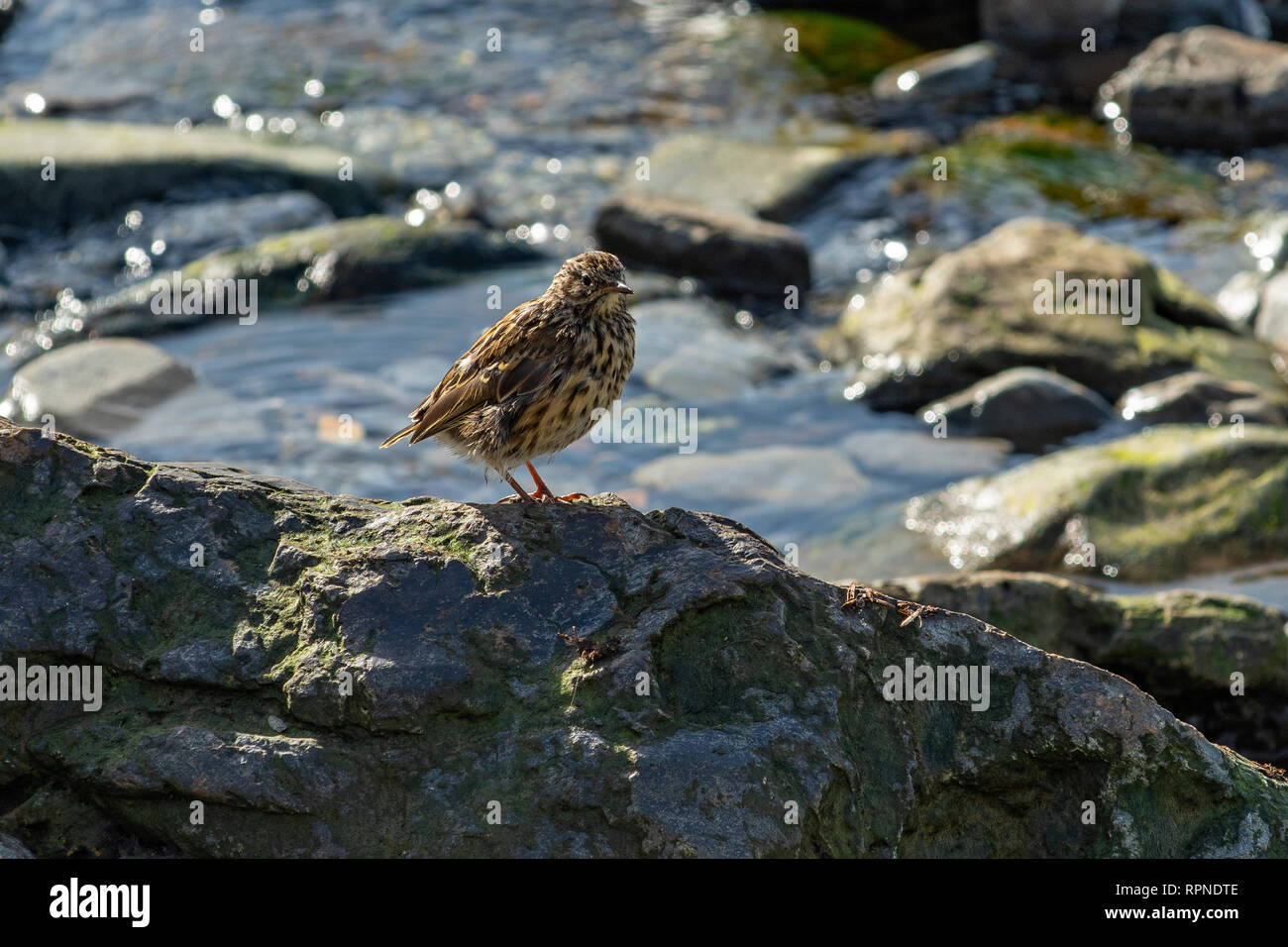 South Pipit, Anthus antarcticus, South Stock Photo Alamy