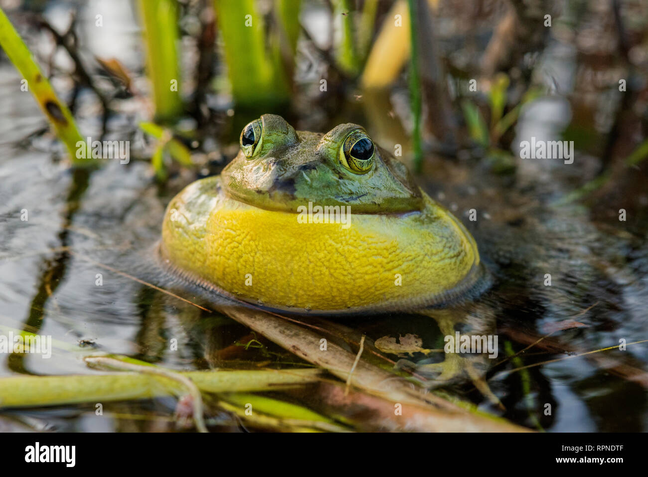 zoology / animals, amphibian (amphibia), Bullfrog (Rana catesbeiana) with vocal sac inflated while cho, Additional-Rights-Clearance-Info-Not-Available Stock Photo