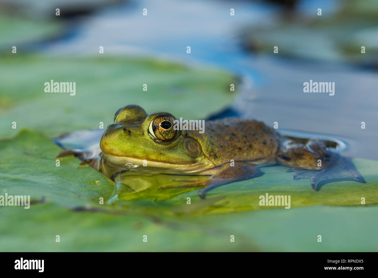 zoology / animals, amphibian (amphibia), Juvenile Bullfrog (Rana catesbeiana) in wetland on Horseshoe , Additional-Rights-Clearance-Info-Not-Available Stock Photo