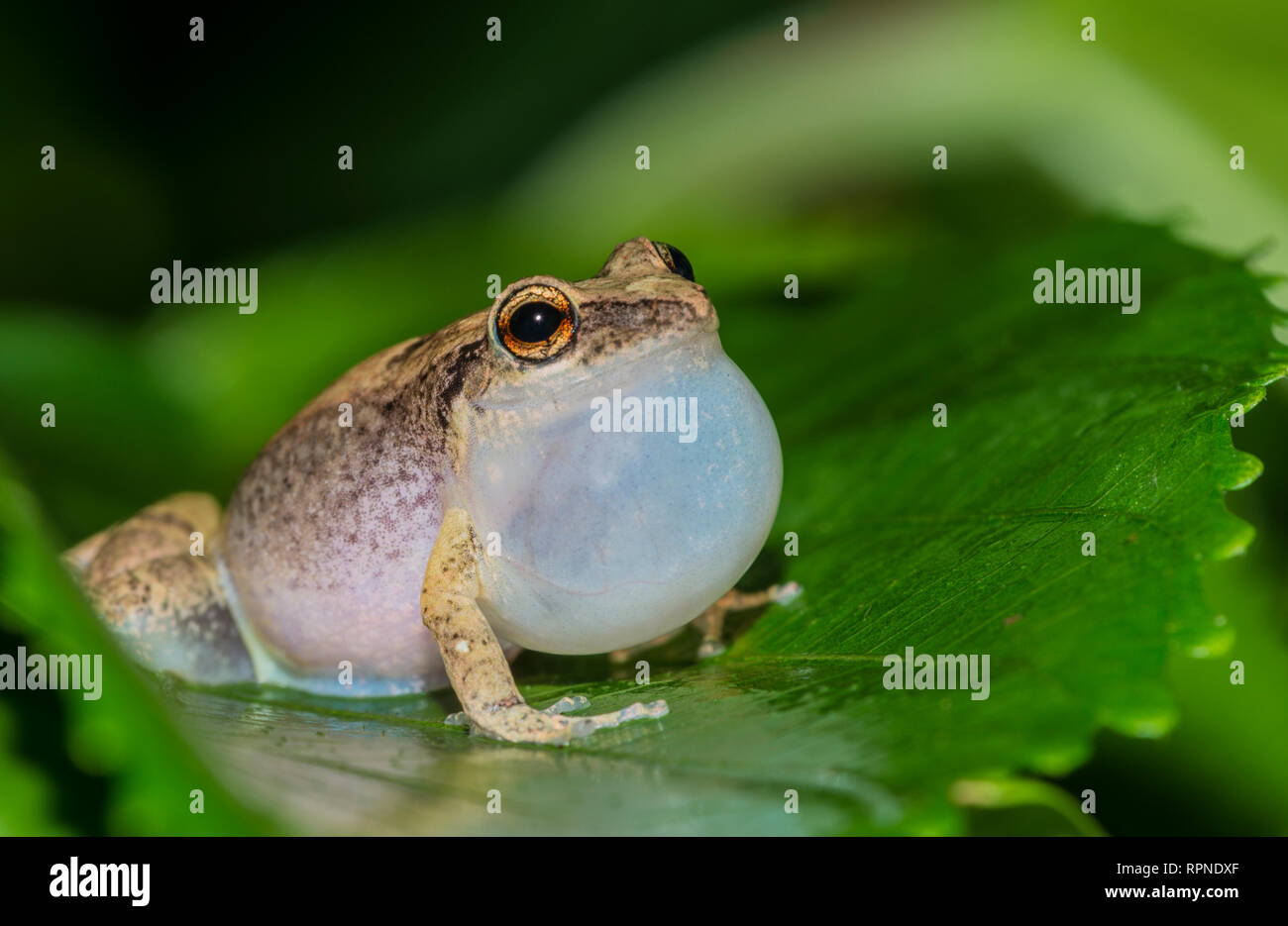 zoology / animals, amphibian (amphibia), Johnstone's Whistling Frog (Eleutherodactylus johnstonei) wit, Additional-Rights-Clearance-Info-Not-Available Stock Photo