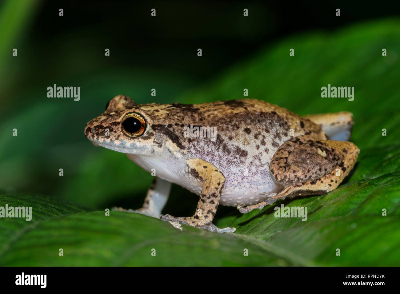 zoology / animals, amphibian (amphibia), Johnstone's Whistling Frog (Eleutherodactylus johnstonei). Po, Additional-Rights-Clearance-Info-Not-Available Stock Photo