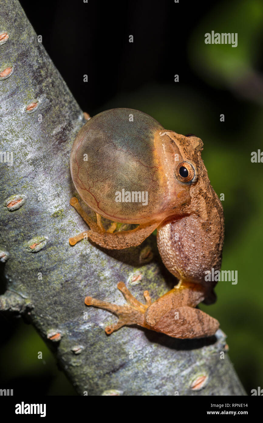 zoology / animals, amphibian (amphibia), Spring Peeper (Pseudacris