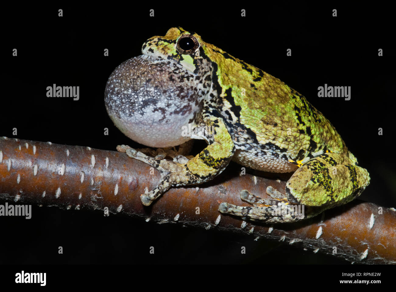 zoology / animals, amphibian (amphibia), Gray Tree Frog (Hyla