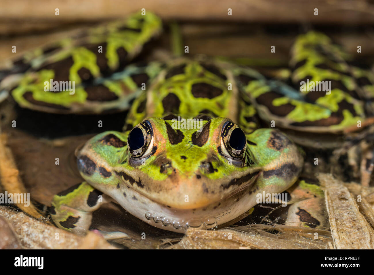 Frog is inflated hi-res stock photography and images - Alamy