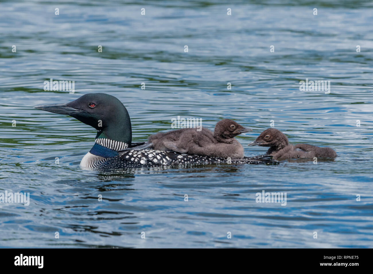zoology / animals, avian / bird (aves), Common Loon (Gavia immer) with two chicks on Horseshoe Lake in, Additional-Rights-Clearance-Info-Not-Available Stock Photo