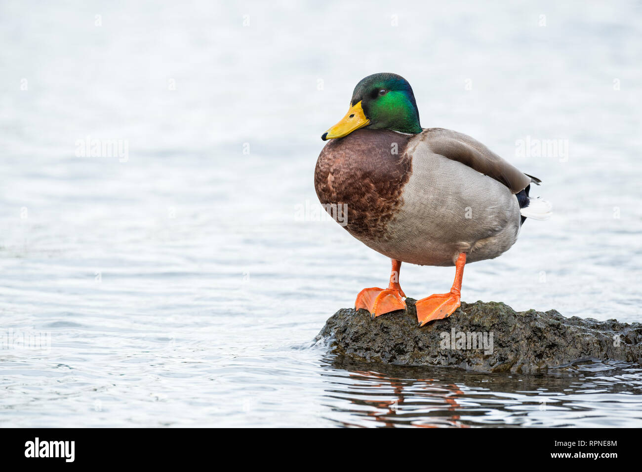 zoology / animals, avian / bird (aves), Mallard (Anas platyrhynchos) drake at Humber Bay Park on Lake , Additional-Rights-Clearance-Info-Not-Available Stock Photo