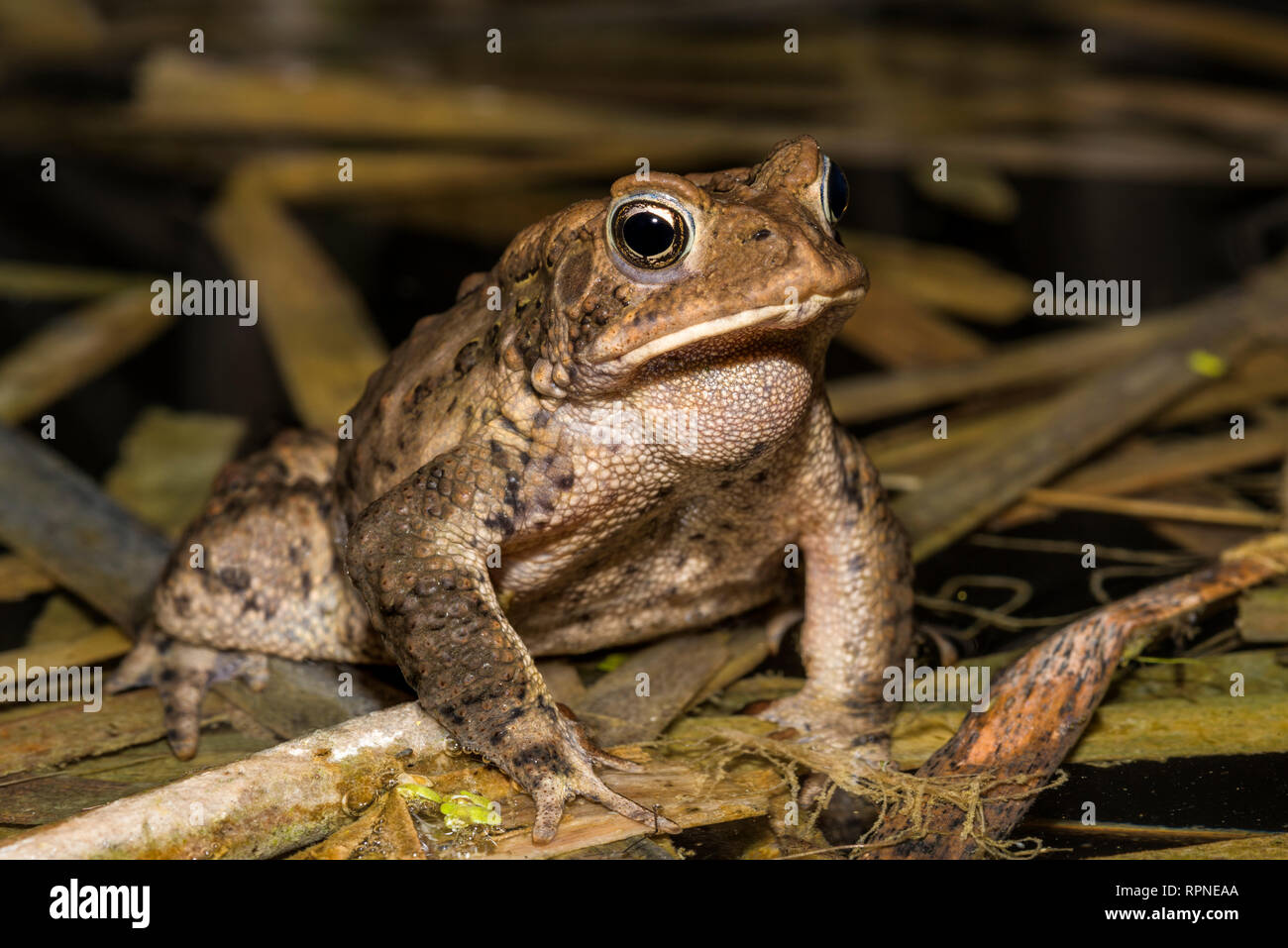 zoology / animals, amphibian (amphibia), A male American Toad (Bufo americanus) in a wetland at night , Additional-Rights-Clearance-Info-Not-Available Stock Photo