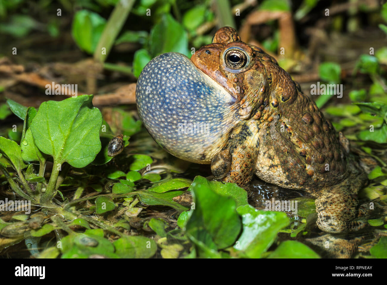 zoology / animals, amphibian (amphibia), A male American Toad (Bufo americanus) with vocal sac inflate, Additional-Rights-Clearance-Info-Not-Available Stock Photo