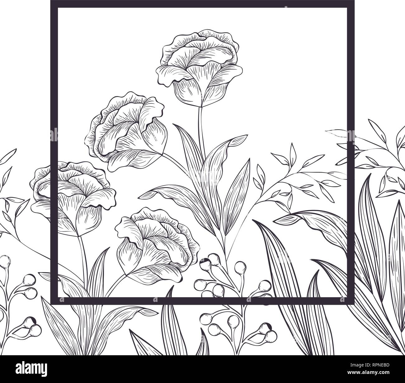 flowers and leafs with frame isolated icon Stock Vector Image & Art - Alamy
