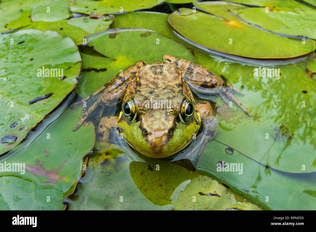 zoology / animals, amphibian (amphibia), Green Frog (Rana clamitans) on Lily Pad leaves in wetland on , Additional-Rights-Clearance-Info-Not-Available Stock Photo