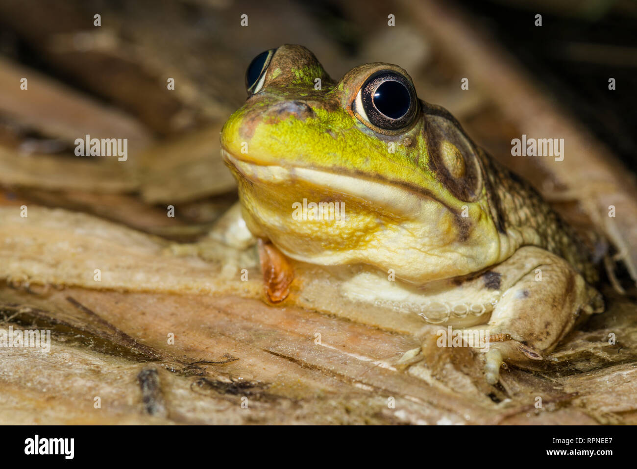 zoology / animals, amphibian (amphibia), Green Frog (Rana clamitans) in wetland at night near Thornton, Additional-Rights-Clearance-Info-Not-Available Stock Photo