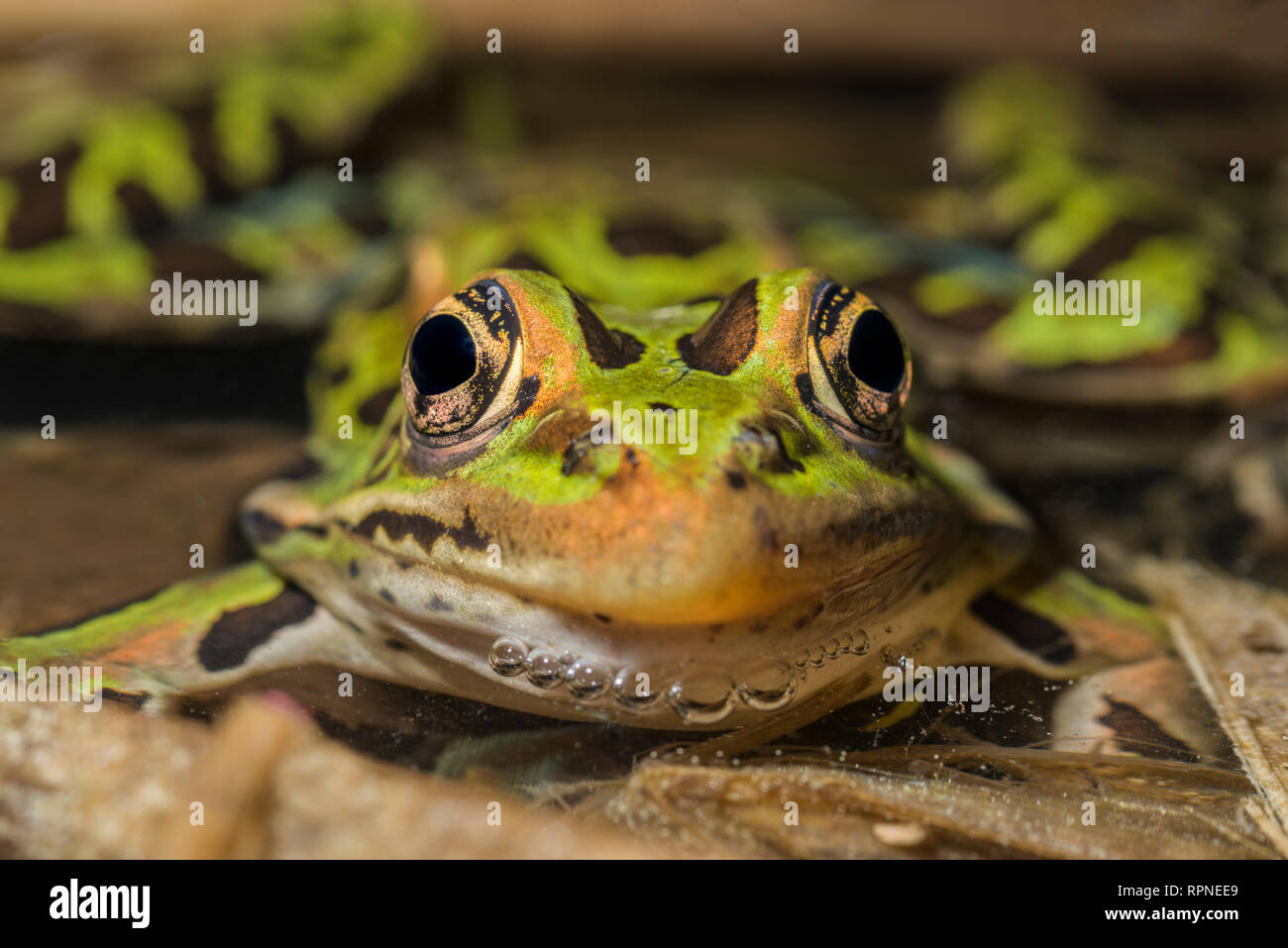 zoology / animals, amphibian (amphibia), Northern Leopard Frog (Rana pipiens) near Barrie, Ontario, Ca, Additional-Rights-Clearance-Info-Not-Available Stock Photo