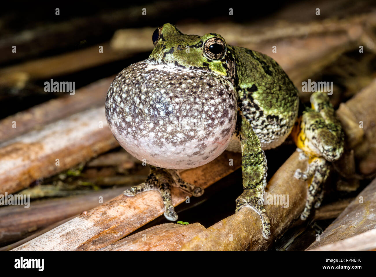 Inflated tree hi-res stock photography and images - Alamy