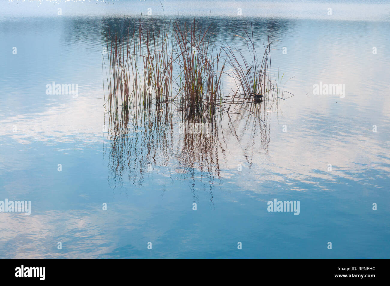 Strewing Reeds Closeup reeds in water hi-res stock photography and images - Alamy