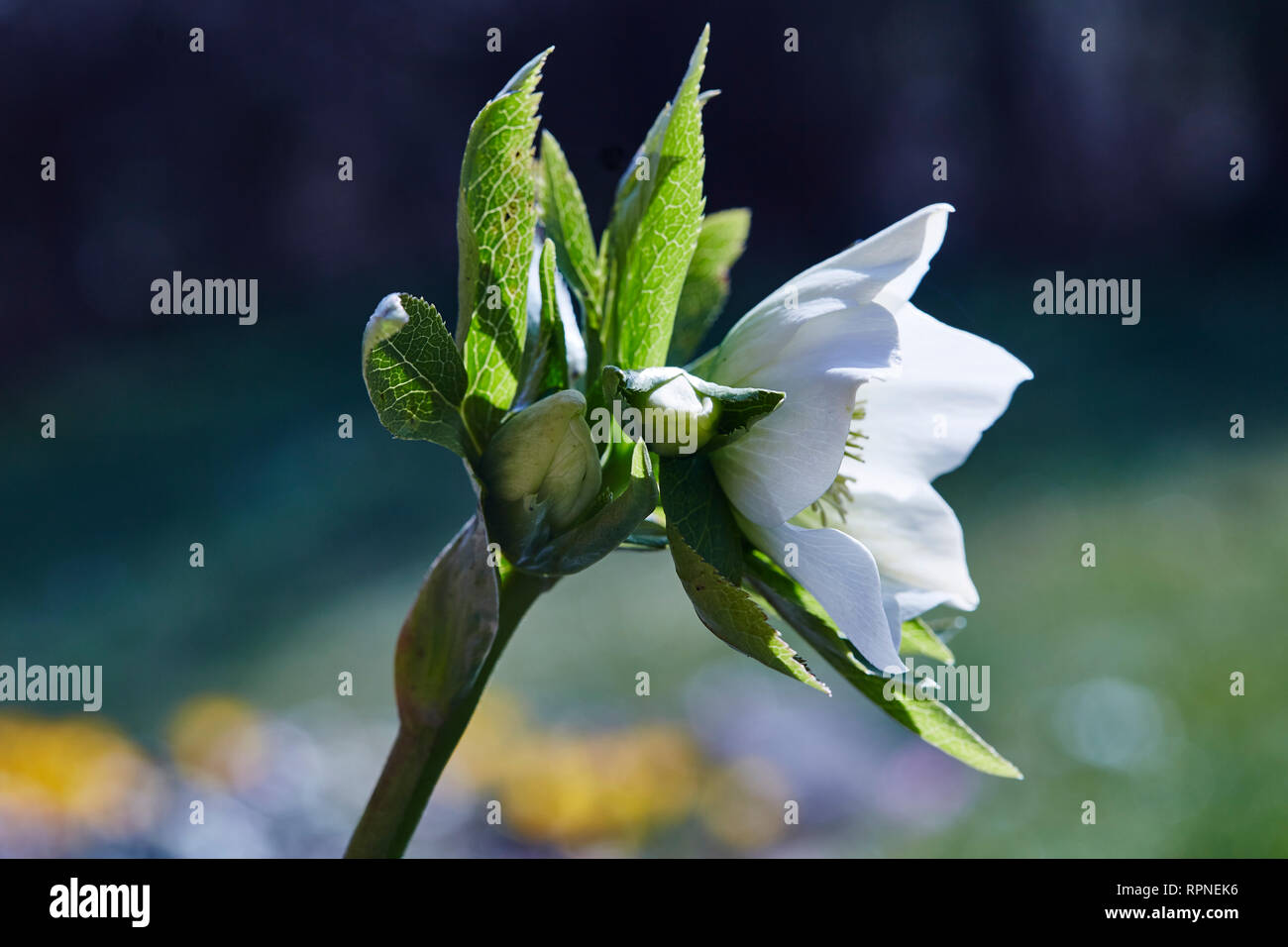 A  single stem of a white Helleborus niger showing flower and buds Stock Photo