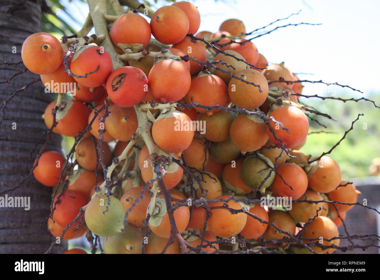 Peach Palm Stock Photo Alamy