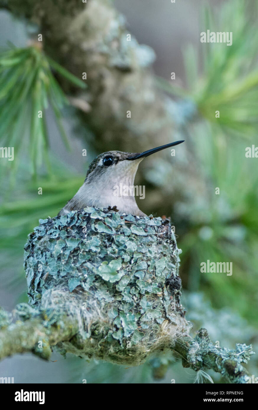 zoology / animals, avian / bird (aves), Female Ruby-throated Hummingbird (Archilochus colubris) on nes, Additional-Rights-Clearance-Info-Not-Available Stock Photo