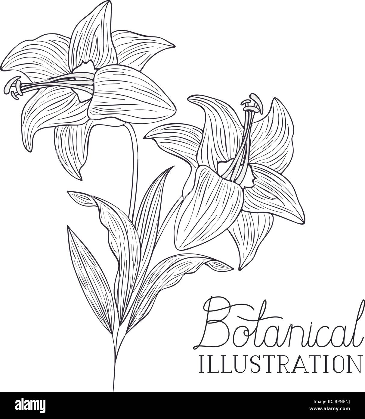 botanical illustration label with plant Stock Vector