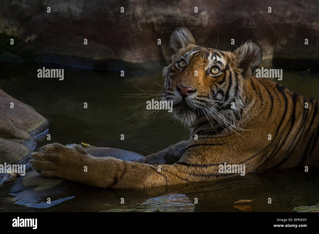 Jumping Tiger On White Animal, Sumatran Tiger, Mammal, Isolated On White  PNG Transparent Image and Clipart for Free Download