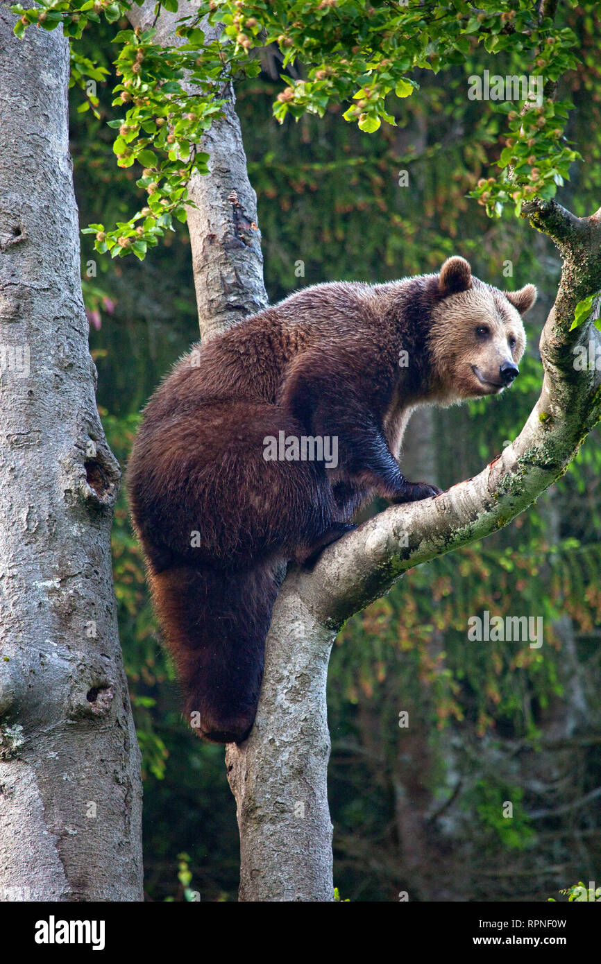 zoology / animals, mammal / mammalian, bear, European brown bear (Ursus arctos), Neuschoenau, National, Additional-Rights-Clearance-Info-Not-Available Stock Photo