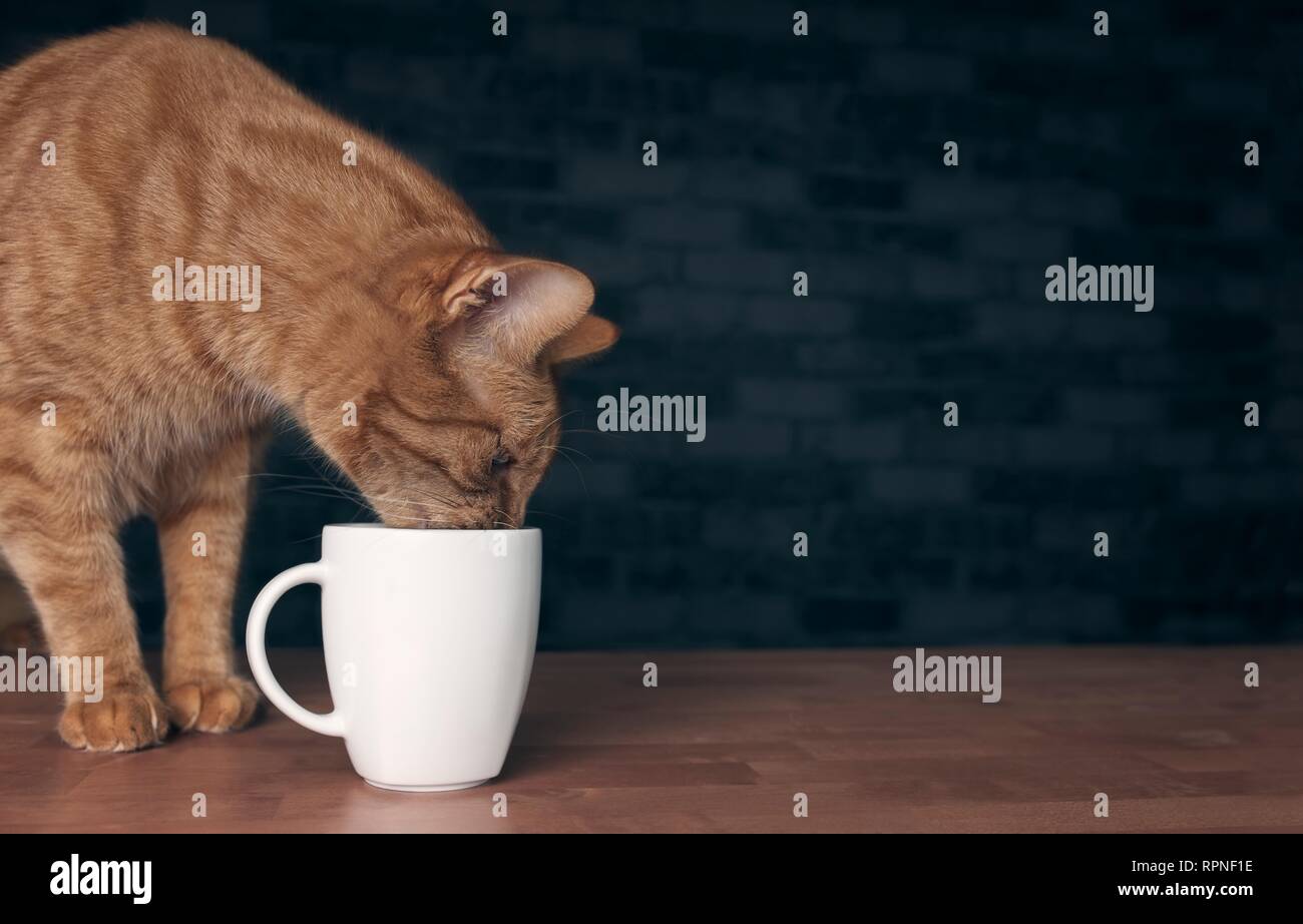 Cute ginger cat drinking from a whte cup. Panoramic image with copy space. Stock Photo