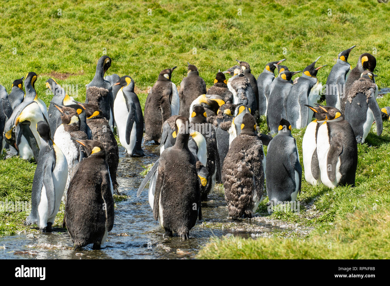 Colony of King Penguins, Aptenodytes patagonica, South Georgia Stock Photo