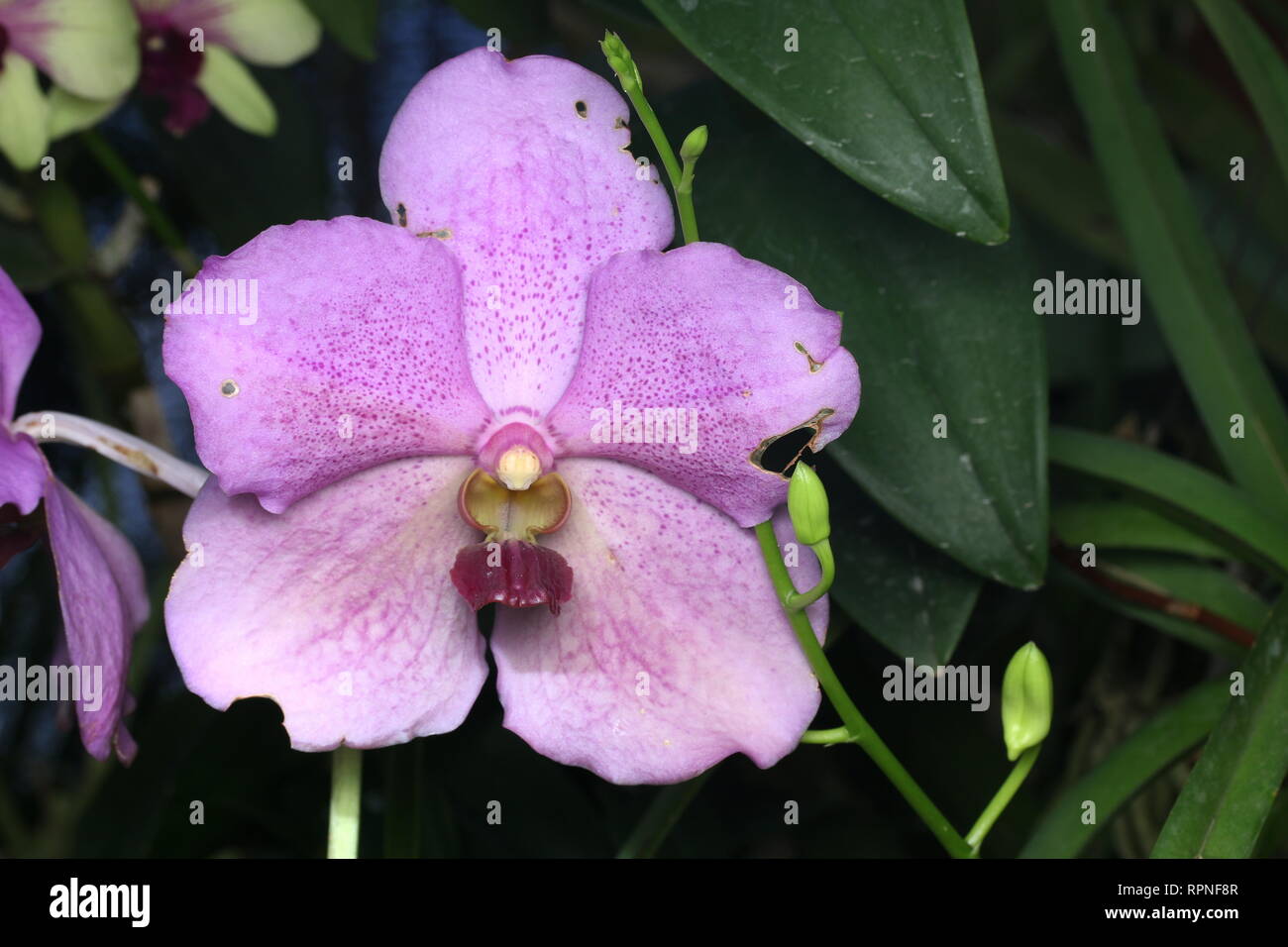 Beautiful Orchid flowers Stock Photo
