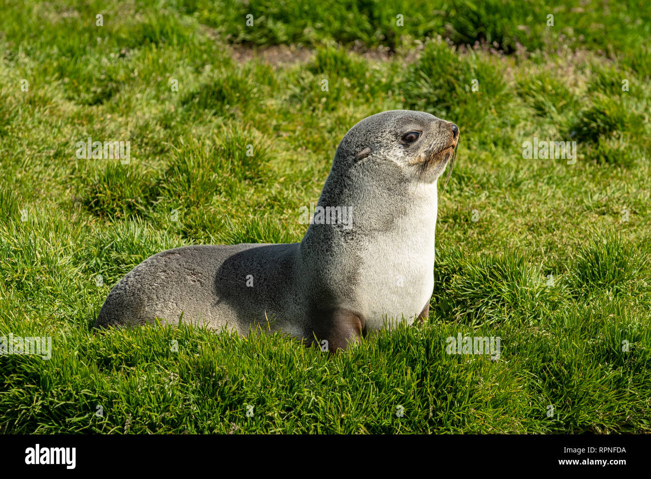Antarctic Fur Seal, Arctocephalus gazella, South Georgia Stock Photo