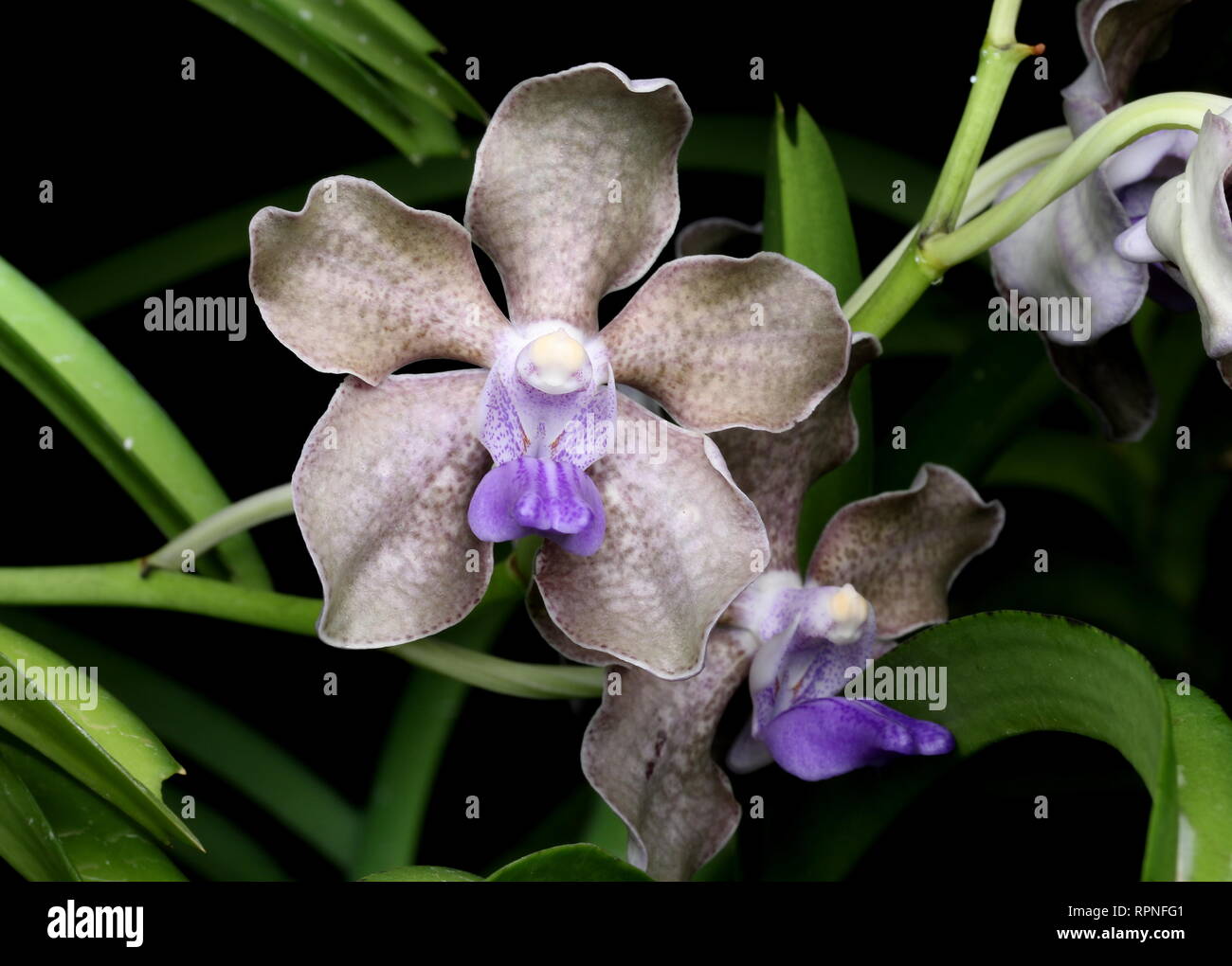 Beautiful Orchid flowers Stock Photo