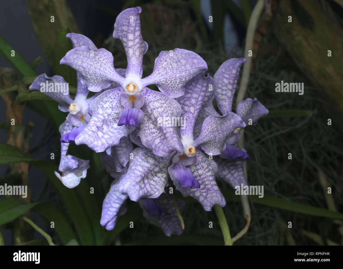 Beautiful Orchid flowers Stock Photo