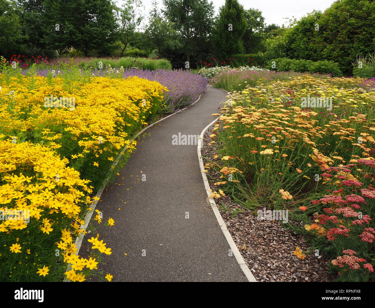 Path through colourful flowers in a summer border in Breezy Knees Garden, Warthill, York, England Stock Photo