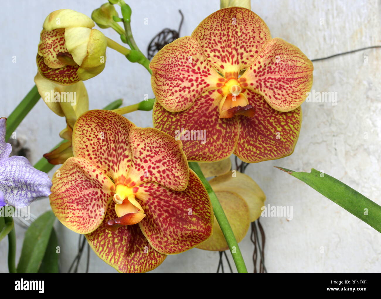Beautiful Orchid flowers Stock Photo Alamy