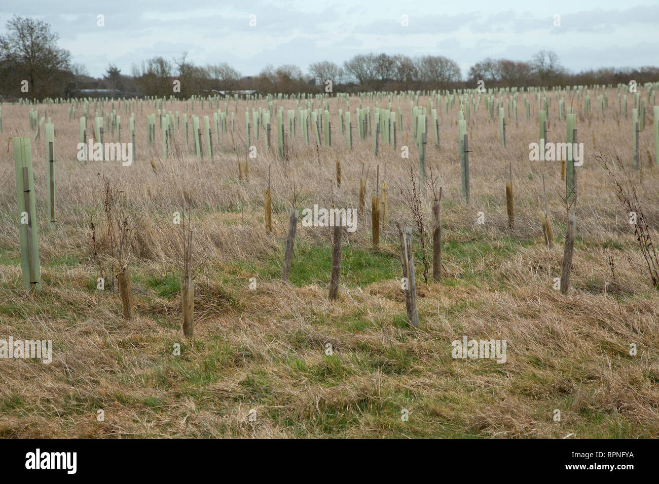 Planting tree forest hires stock photography and images Alamy